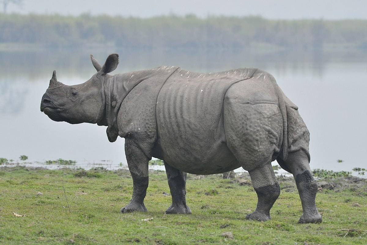 ФОТО: Яванский носорог 7
