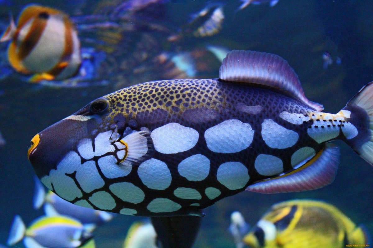 ФОТО: Красивые рыбки 8