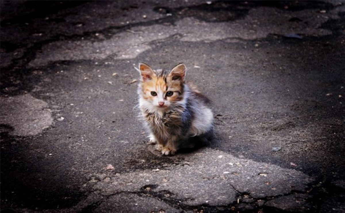 ФОТО: Бездомные кошки 3
