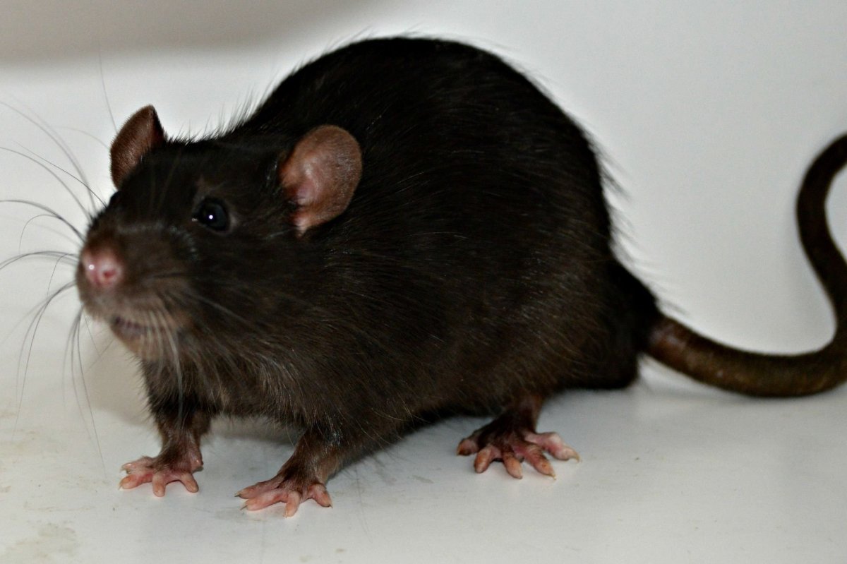 ФОТО: Черная крыса 6