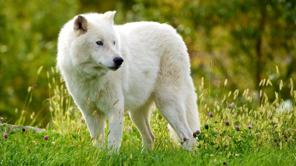 ФОТО: Арктический волк 3