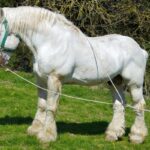 ФОТО: Конь тяжеловоз 23 Бельгия