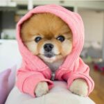 Найменший собачка - милі фото 30
