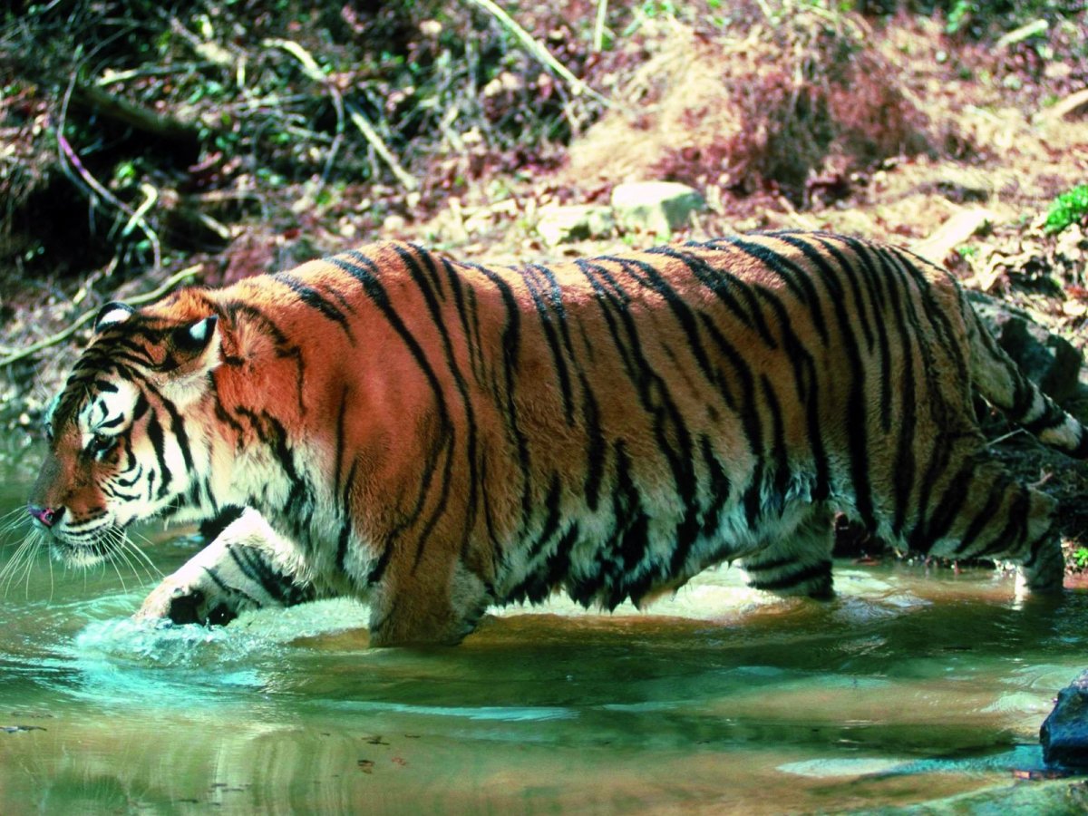 ФОТО: Черный водяной тигр 3