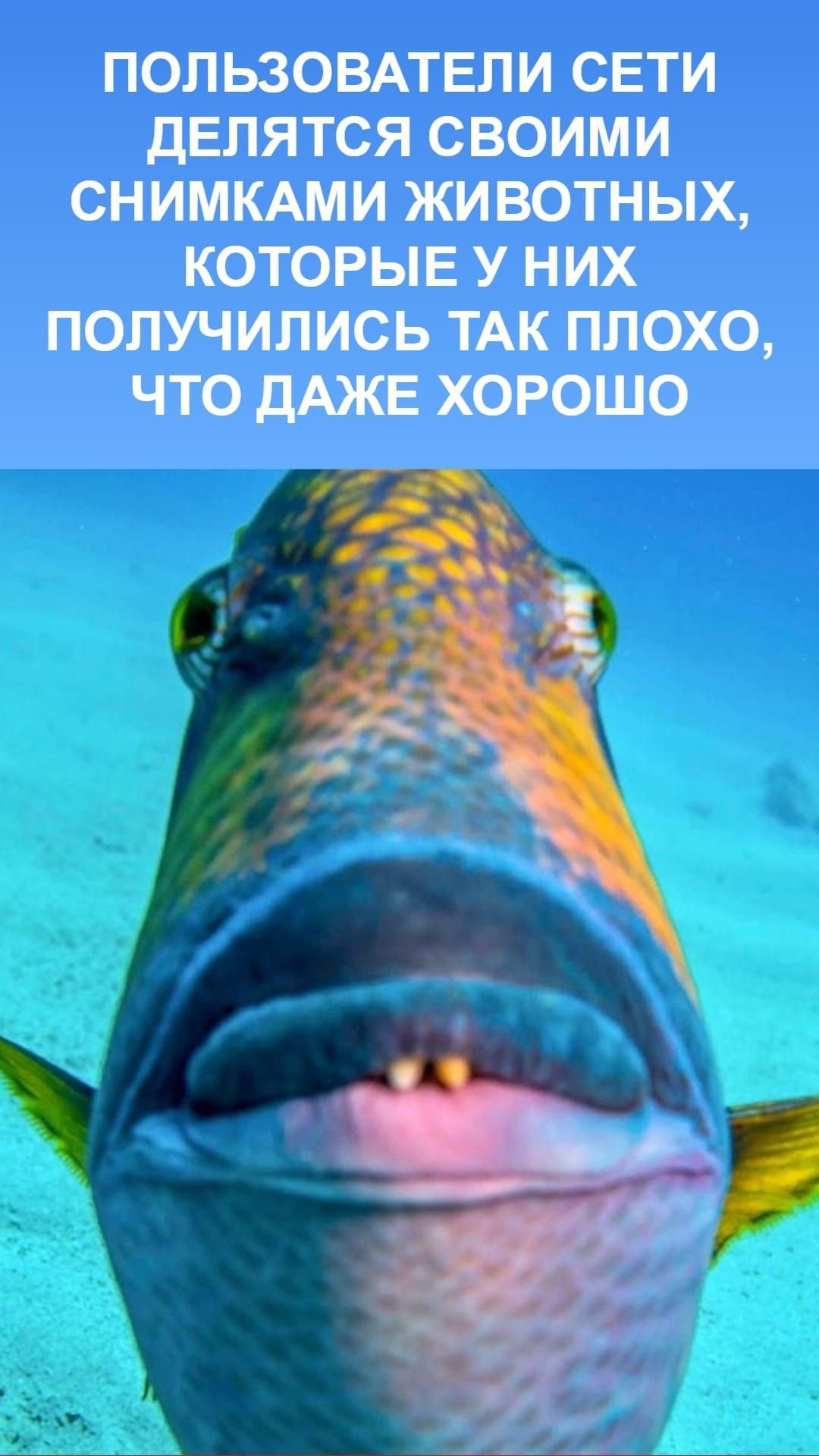 ФОТО: Рыба с губами 3