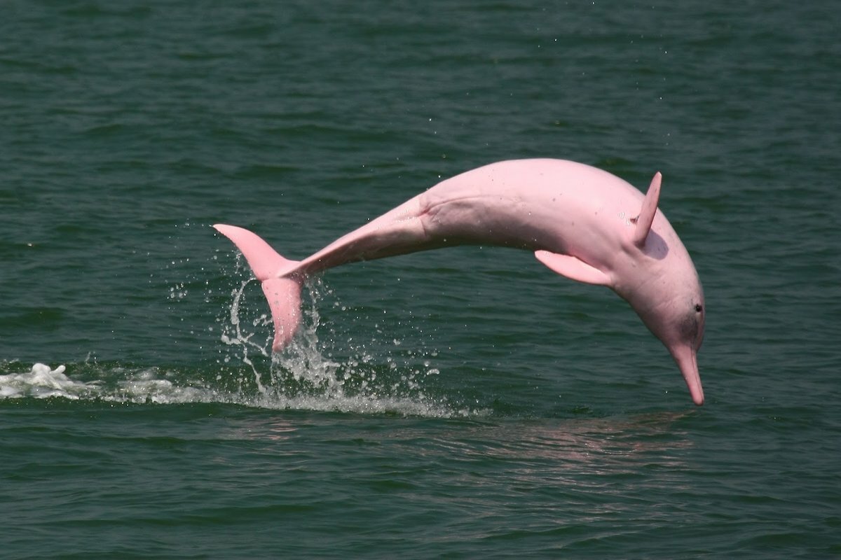 ФОТО: Розовые дельфины амазонки 4
