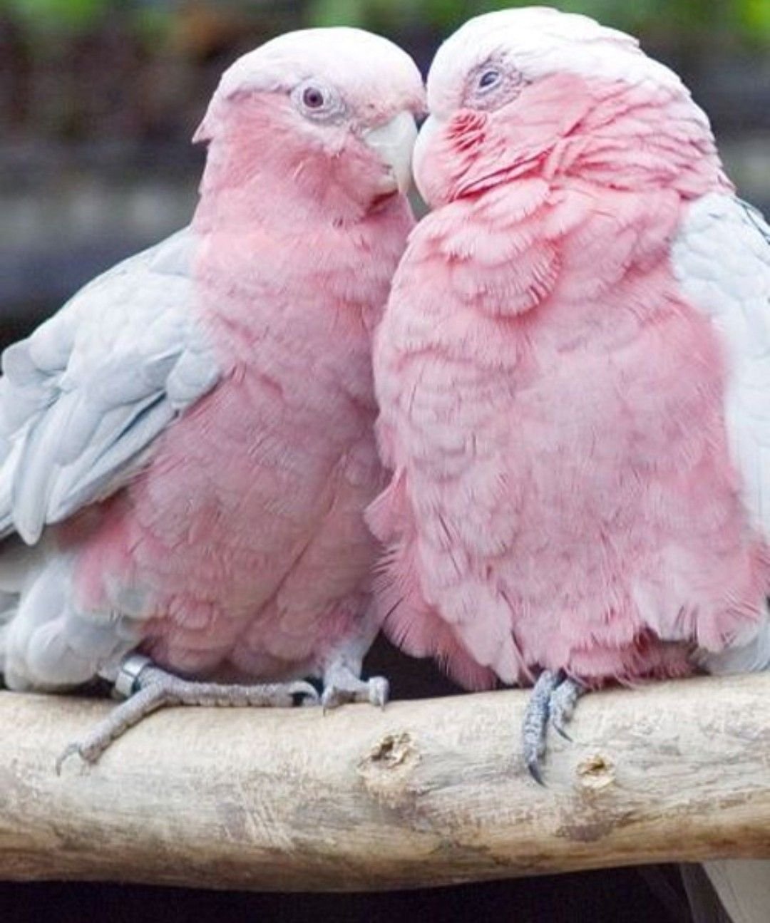 ФОТО: Розовый голубь 5