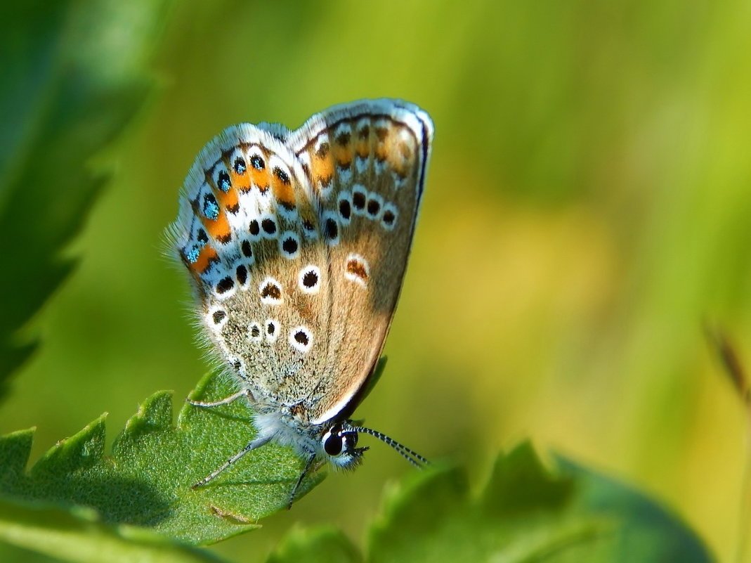 ФОТО: Бабочка голубянка 4
