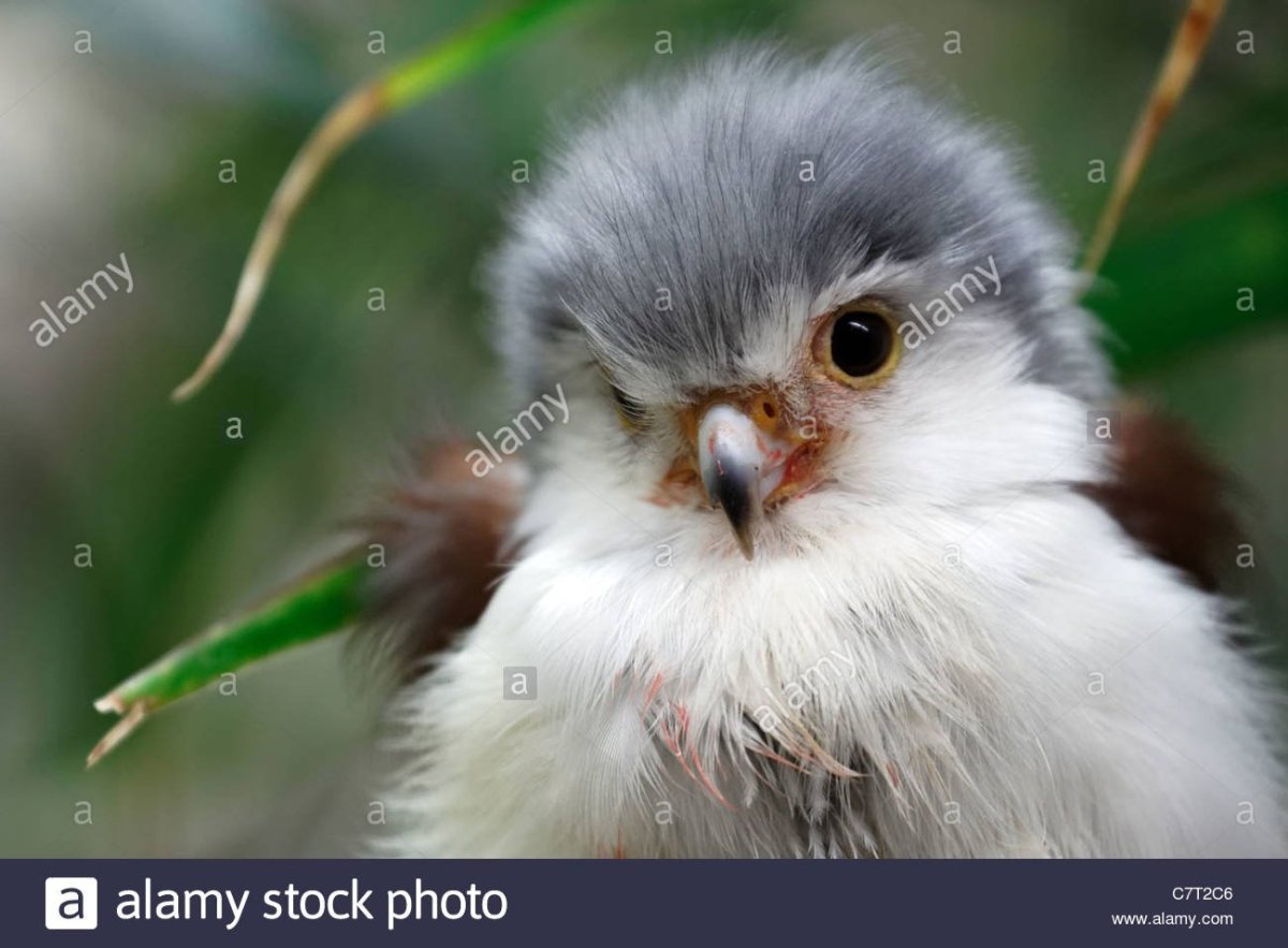 ФОТО: Птенцы маленьких птиц 2