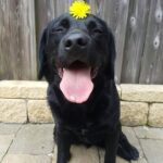 ФОТО: Собака с черным языком 11