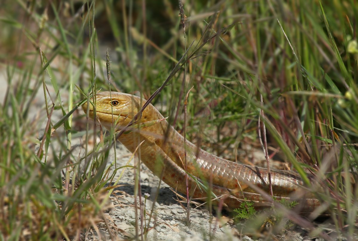 ФОТО: Желтопузик змея 9