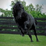 ФОТО: Найбільший кінь у світі 7