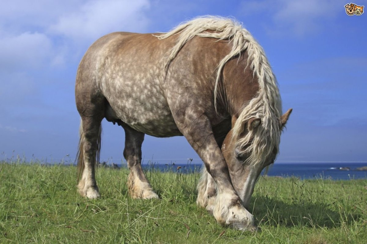 ФОТО: Богатырский конь 8