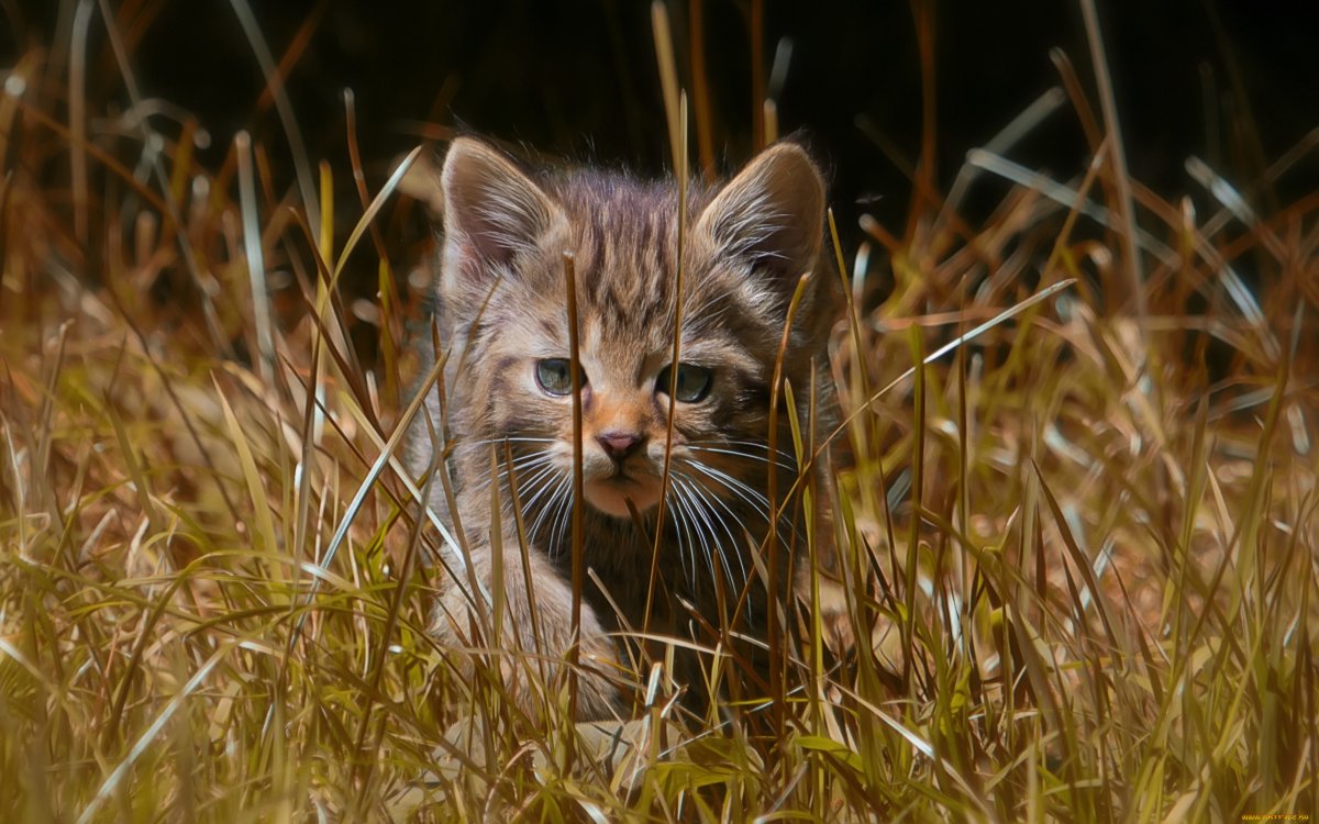 ФОТО: Лесной дикий кот 5