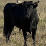 ФОТО: Черный бык 51 девушки