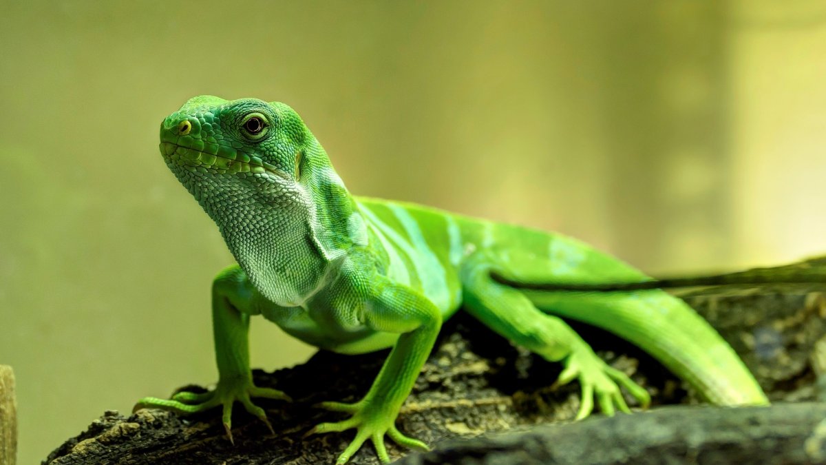 ФОТО: Зеленая ящерица 3