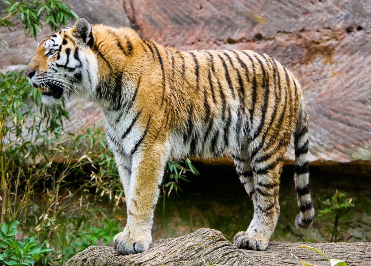 ФОТО: Закавказский тигр 3