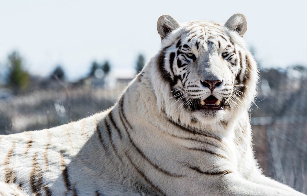 ФОТО: Мазандаранский тигр 5