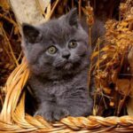 Британская кошка - милые фото 44
