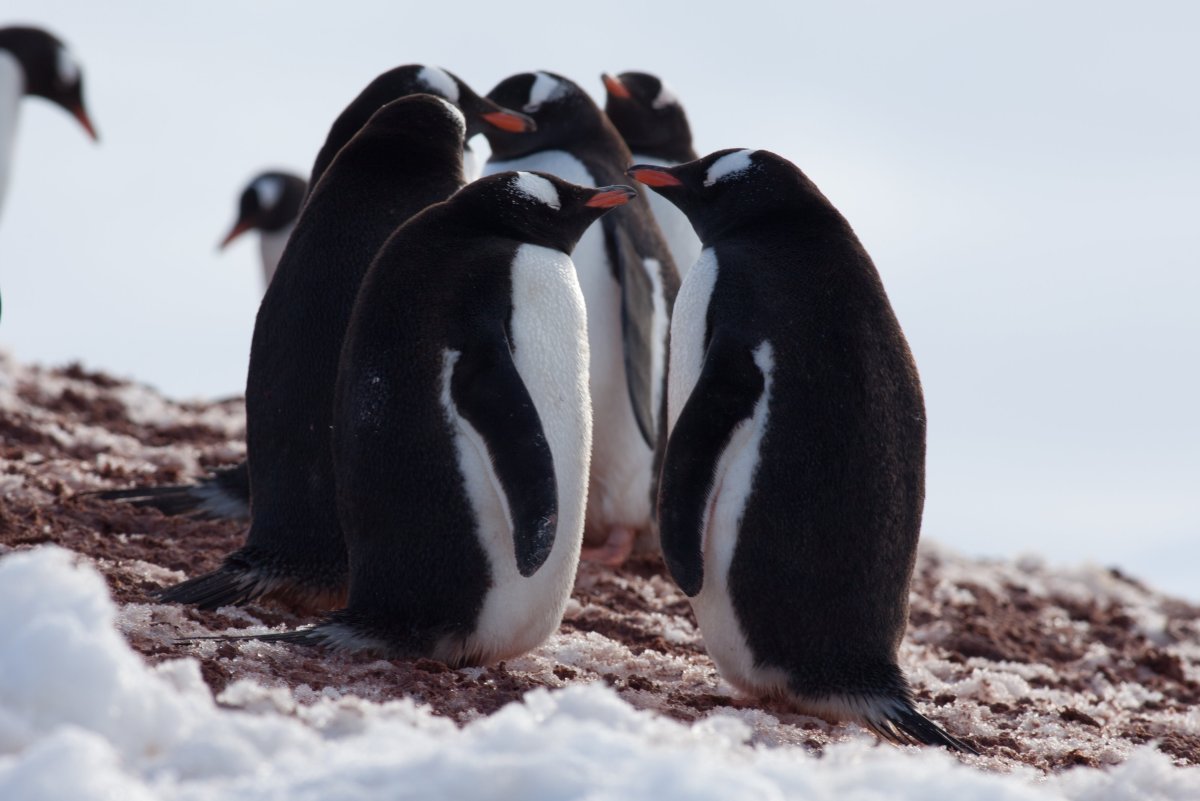 ФОТО: Три пингвина 8