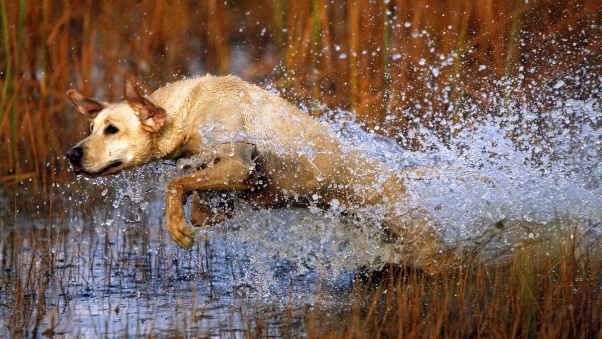 ФОТО: Охотничьи собаки 7