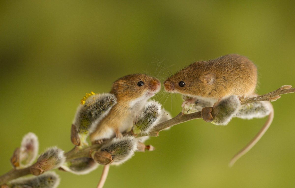 ФОТО: Мышка полевка 9