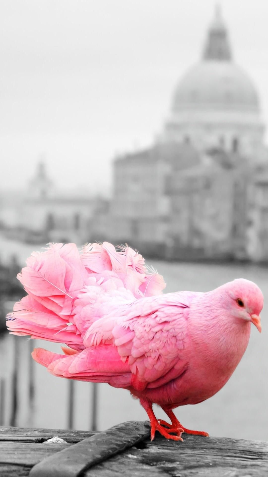ФОТО: Розовый голубь 4