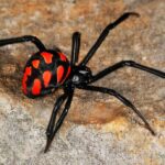 Самые опасные пауки 7