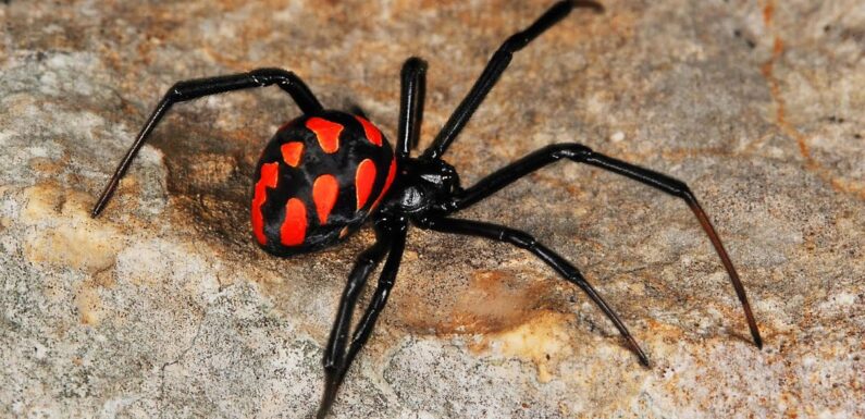ФОТО: Самые опасные пауки