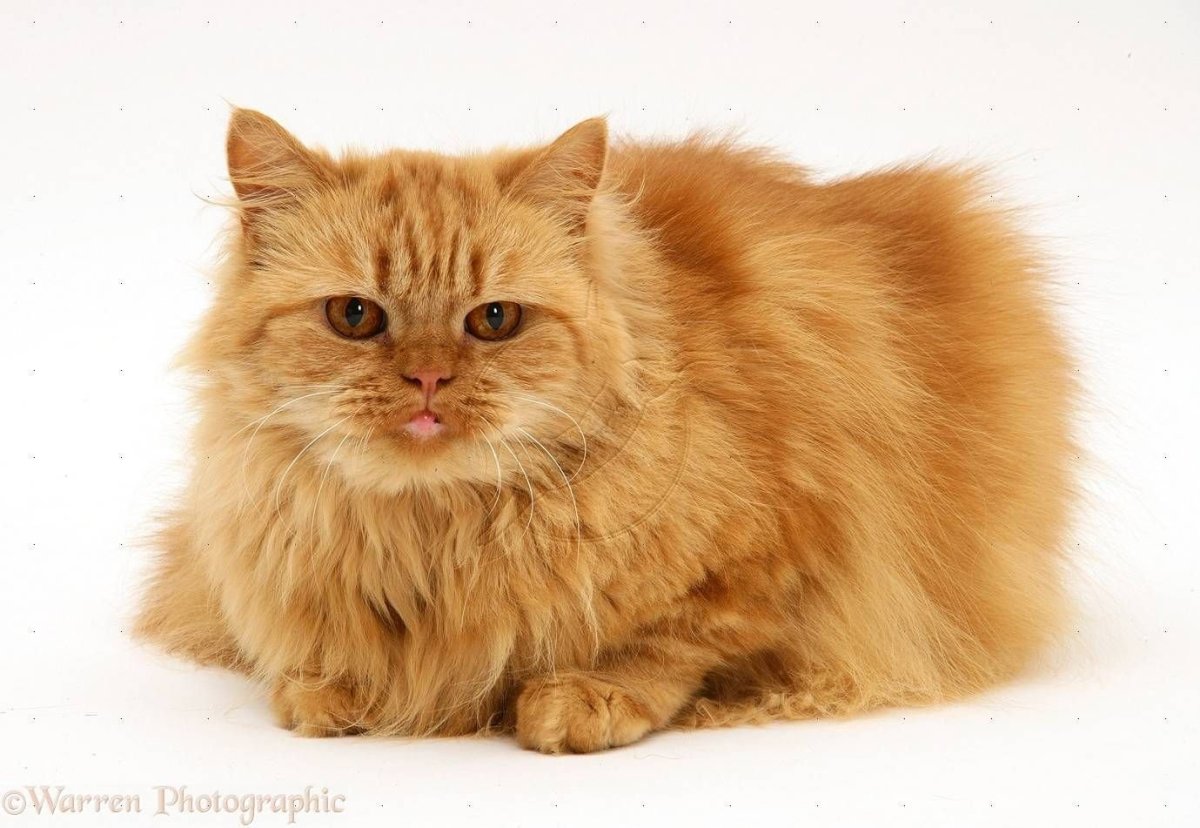 ФОТО: Порода кошек Наполеон 6