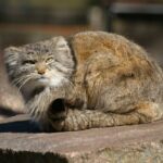 ФОТО: Самый старый кот в мире 29 Яслен Селементе