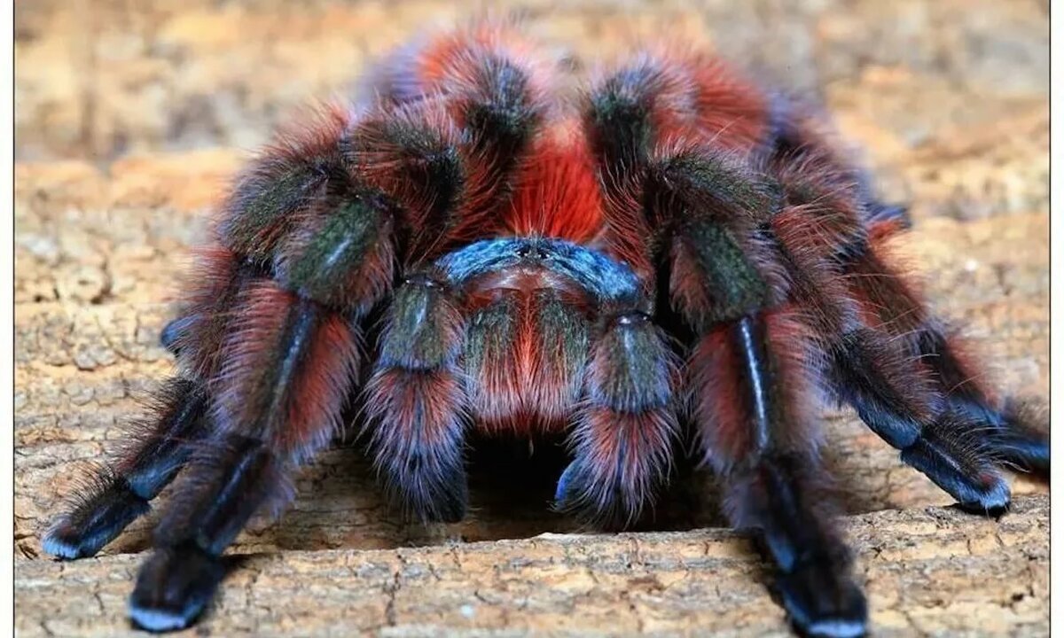 ФОТО: Самый большой паук в мире 2