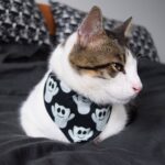 Фото подборка: Кот в бандане 23 звезды