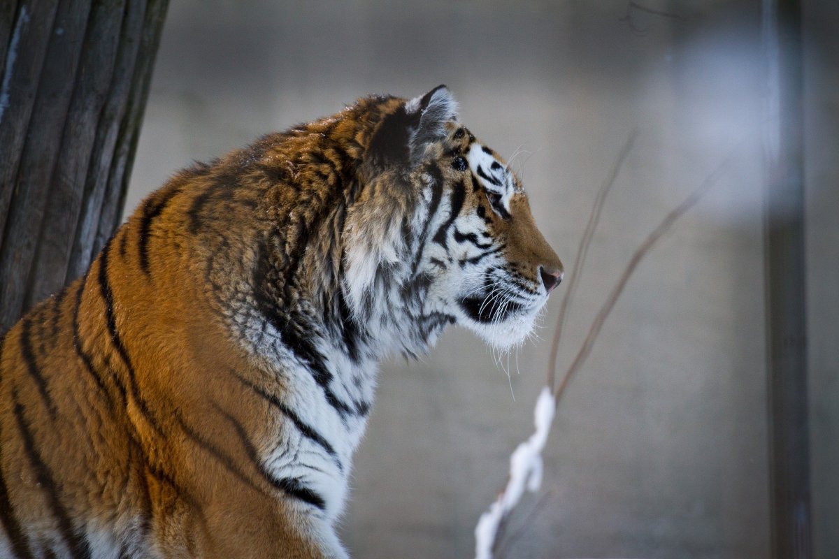 ФОТО: Мазандаранский тигр 3