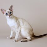 ФОТО: Самый худой кот в мире 4 фото