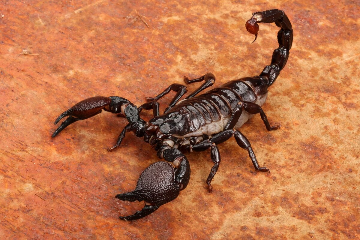 ФОТО: Черный Скорпион 5