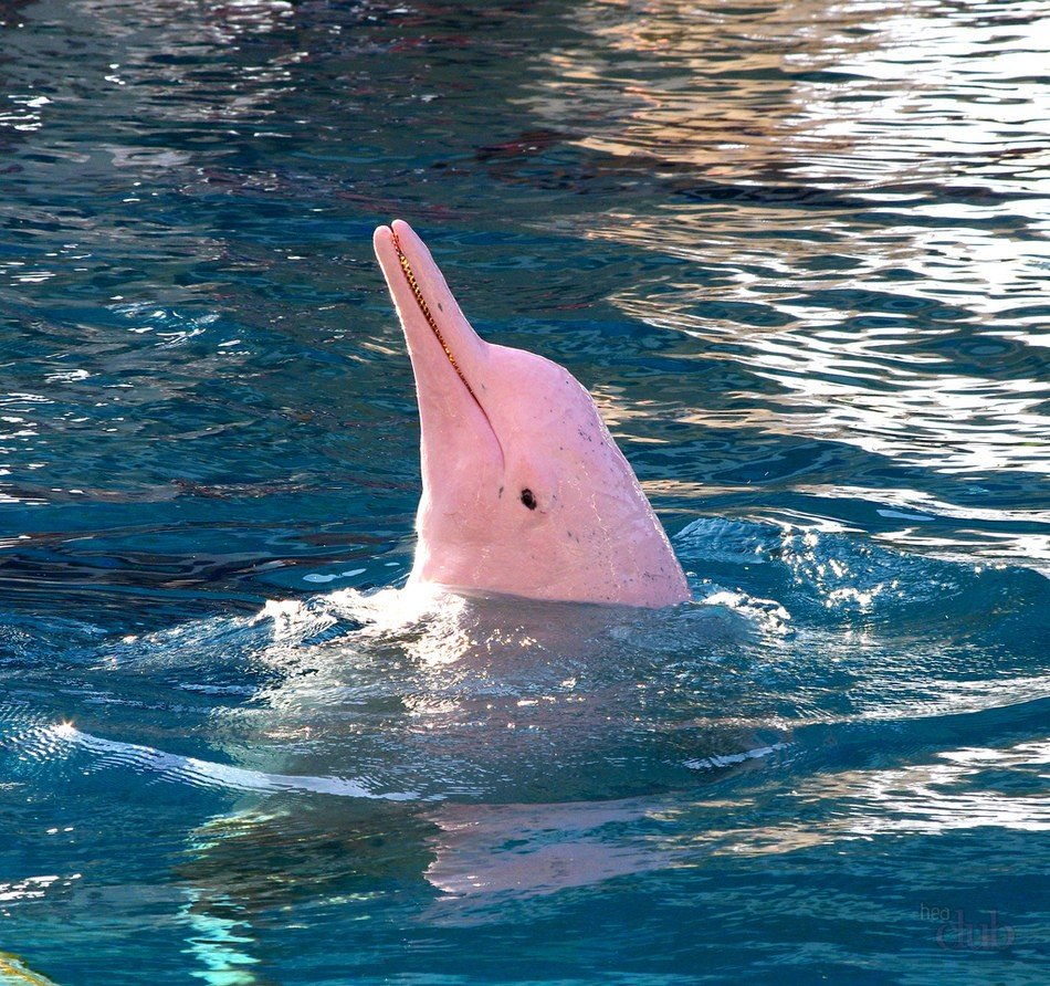 ФОТО: Розовые дельфины 10