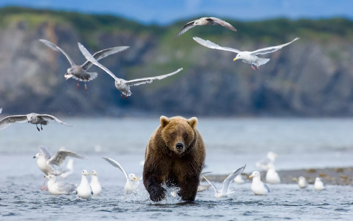 ФОТО: Животный мир Байкала 3