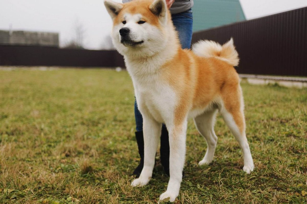 ФОТО: Японская порода собак Акита ину 9