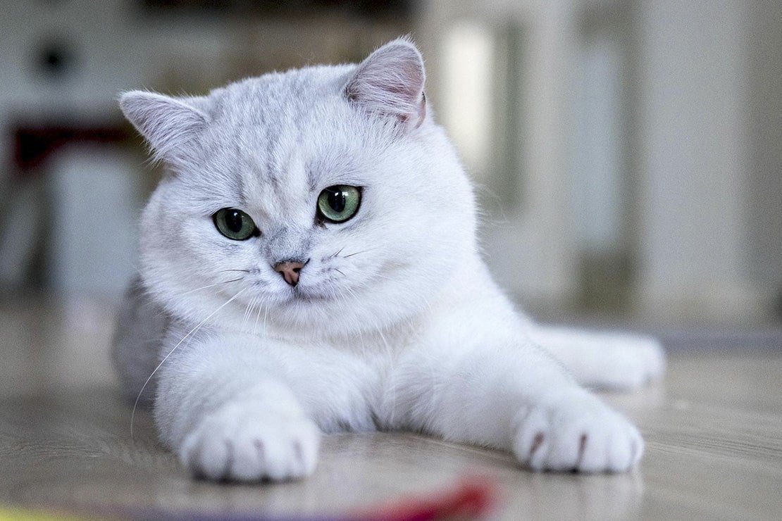 ФОТО: Шиншилла британская кошка 10