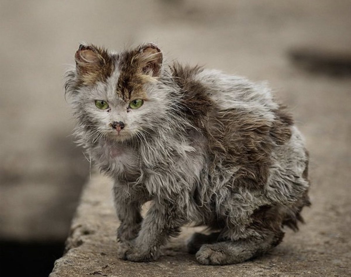 ФОТО: Бездомные кошки 6