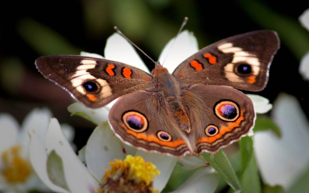 ФОТО: Живые бабочки 4