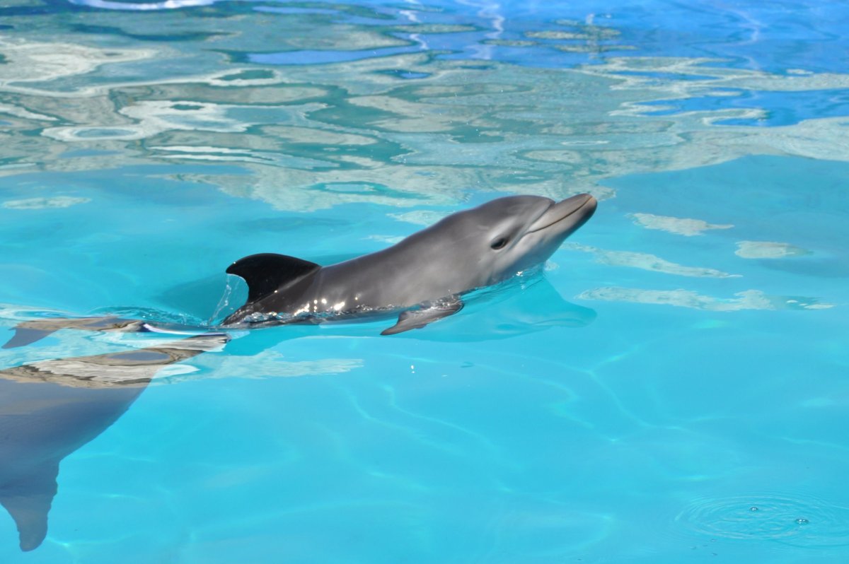 ФОТО: Сусук Дельфин 5