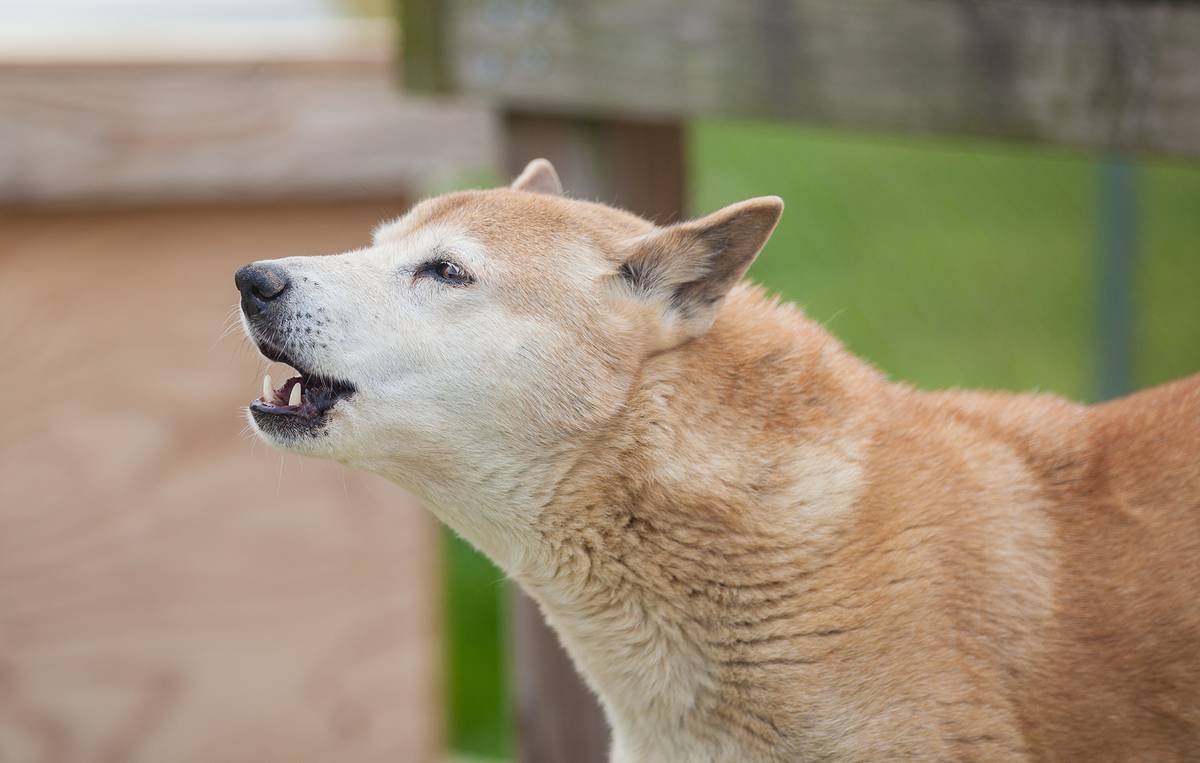 ФОТО: Новогвинейская поющая собака 10