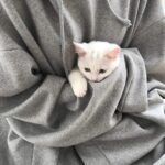 Котята милашки - фото для всех 16