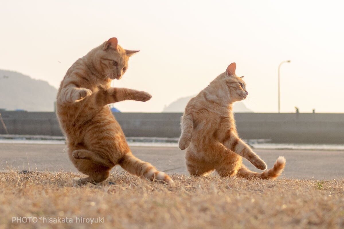 ФОТО: Танцующий кот 6