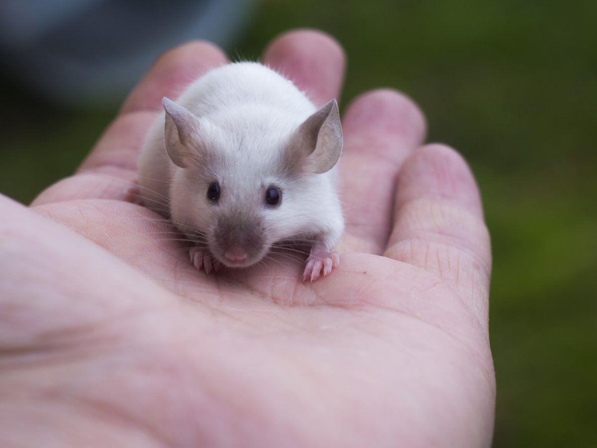 ФОТО: Сиамская мышь 6