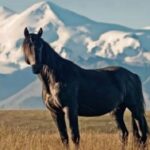 ФОТО: Кабардинская лошадь 31 открытки