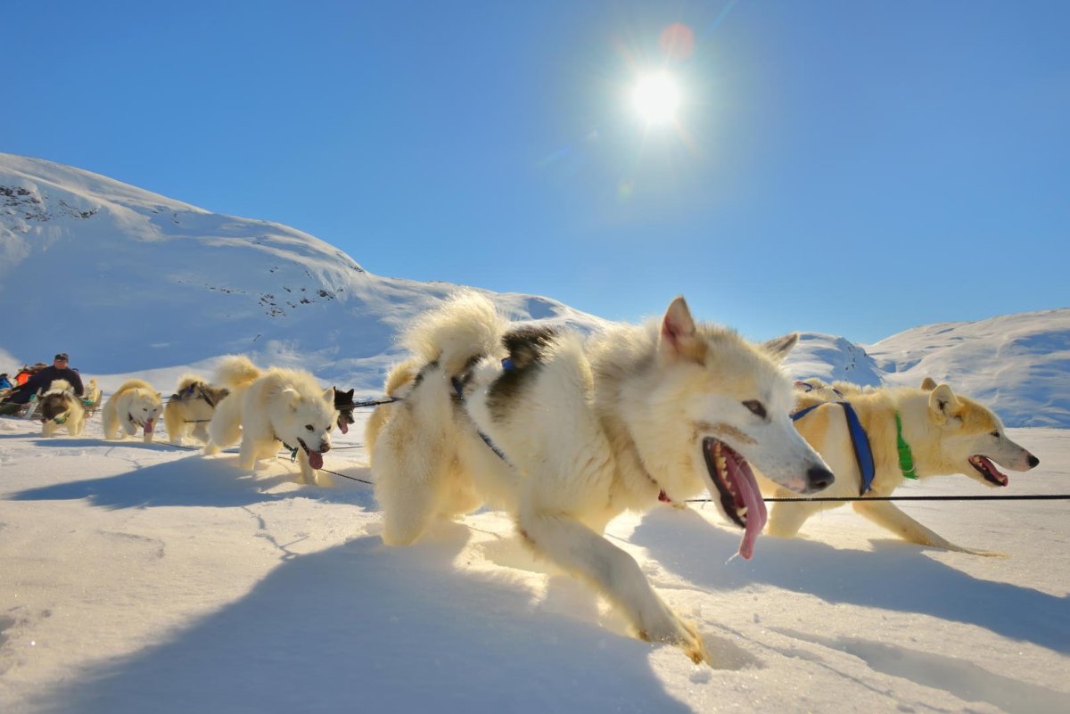 ФОТО: Гренландская собака 9