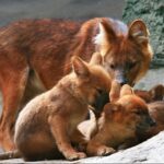 ФОТО: Смесь лисы и собаки 33 северное сияние